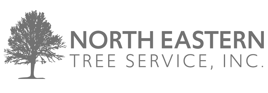 North Eastern Tree Grey